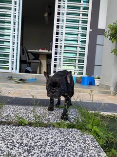 Nana - French Bulldog Dog