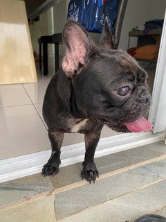 Nana - French Bulldog Dog