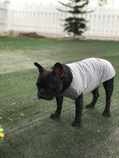 Nana - French Bulldog Dog