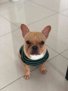 Cooper - French Bulldog Dog