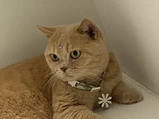 Peanut - British Shorthair Cat