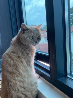 Peanut - British Shorthair Cat