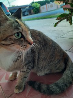 Bella - Torbie + Domestic Short Hair Cat