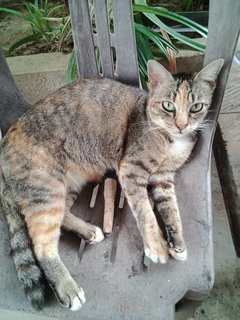 Bella - Torbie + Domestic Short Hair Cat