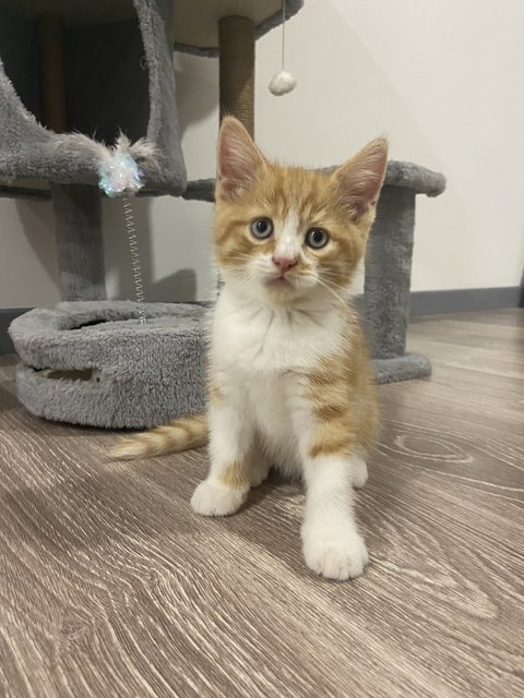 Ginger - British Shorthair Cat