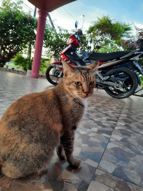 Jug  - Torbie + Domestic Short Hair Cat