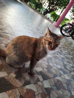 Jug  - Torbie + Domestic Short Hair Cat