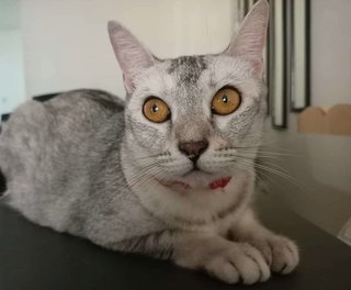 Miu Miu - Domestic Short Hair Cat