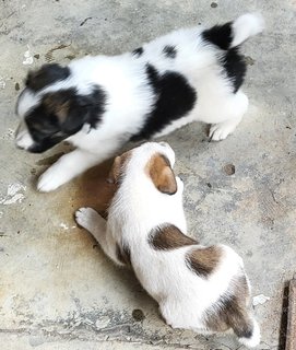 Xiao Bai Family - Mixed Breed Dog