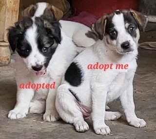 Xiao Bai Family - Mixed Breed Dog