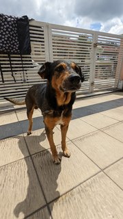 Milo - Belgian Shepherd Malinois Mix Dog