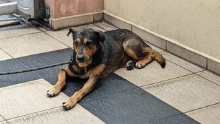 Milo - Belgian Shepherd Malinois Mix Dog