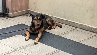 Milo - Belgian Shepherd Malinois Mix Dog