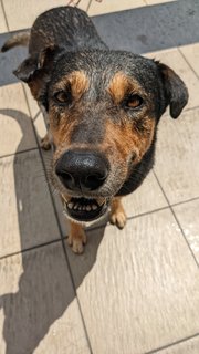 Milo - Belgian Shepherd Malinois Mix Dog