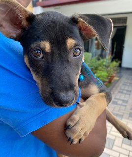 Bruno In Subang - Mixed Breed Dog