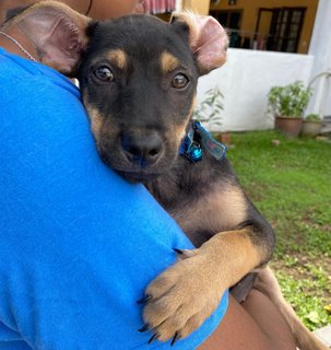 Bruno In Subang - Mixed Breed Dog