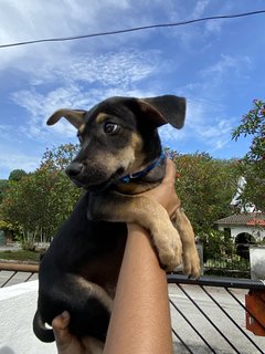 Bruno In Subang - Mixed Breed Dog