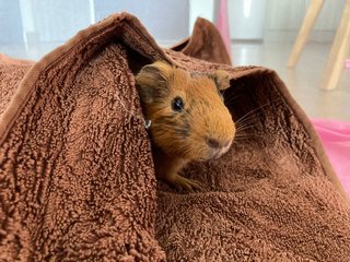 Hari &amp; Moomoo - Guinea Pig Small & Furry