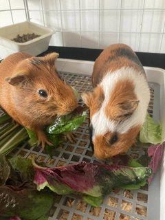 Hari &amp; Moomoo - Guinea Pig Small & Furry