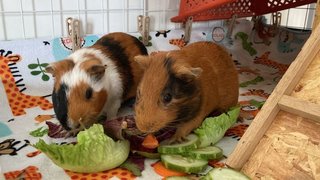 Hari &amp; Moomoo - Guinea Pig Small & Furry