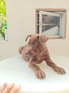 Coffee - Mixed Breed Dog