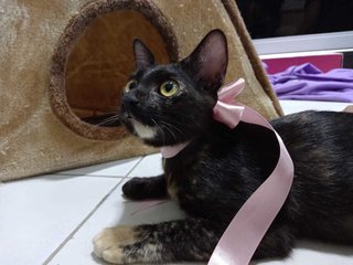 Espresso (Kitten)  - Domestic Short Hair Cat