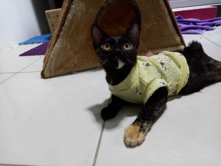 Espresso (Kitten)  - Domestic Short Hair Cat