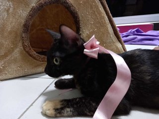 Espresso (Kitten)  - Domestic Short Hair Cat