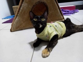 Espresso (Kitten)  - Domestic Short Hair Cat