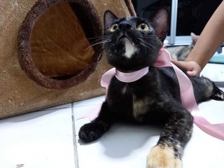 Espresso (Kitten)  - Domestic Short Hair Cat