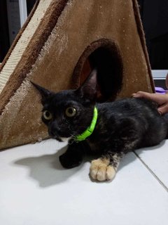 Espresso (Kitten)  - Domestic Short Hair Cat