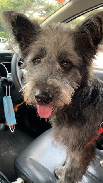 Roger - Schnauzer Mix Dog