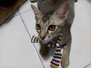 Luca (Kitten)  - Domestic Short Hair Cat