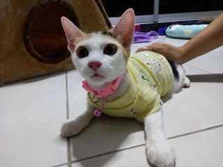 Titi (Kitten)  - Calico Cat