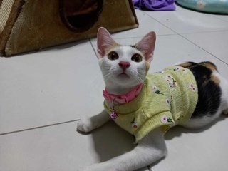 Titi (Kitten)  - Calico Cat