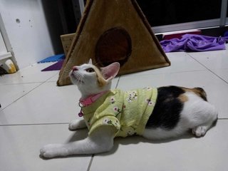 Titi (Kitten)  - Calico Cat