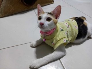 Titi (Kitten)  - Calico Cat