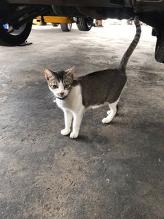 Cute Kitty  - Domestic Short Hair Cat