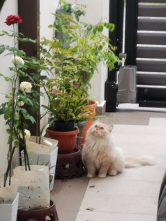 Kimi - Persian Cat