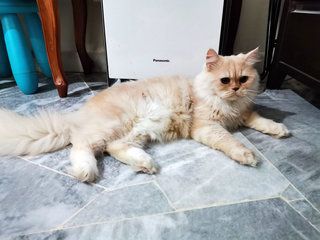 Kimi - Persian Cat