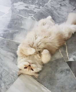 Kimi - Persian Cat