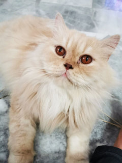 Kimi - Persian Cat