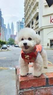 Curly - Poodle Dog