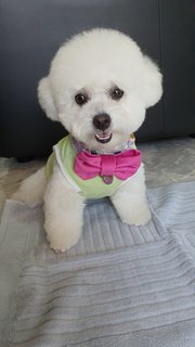 Curly - Poodle Dog