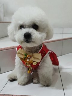 Curly - Poodle Dog