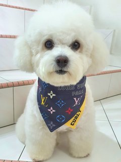 Curly - Poodle Dog