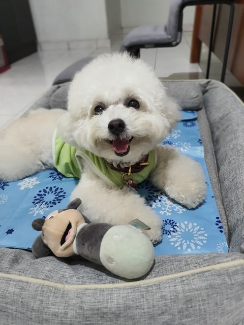 Curly - Poodle Dog