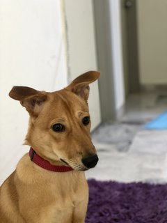 Bee (Rubee) - Mixed Breed Dog