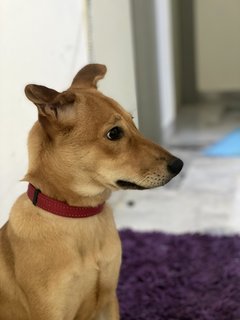 Bee (Rubee) - Mixed Breed Dog