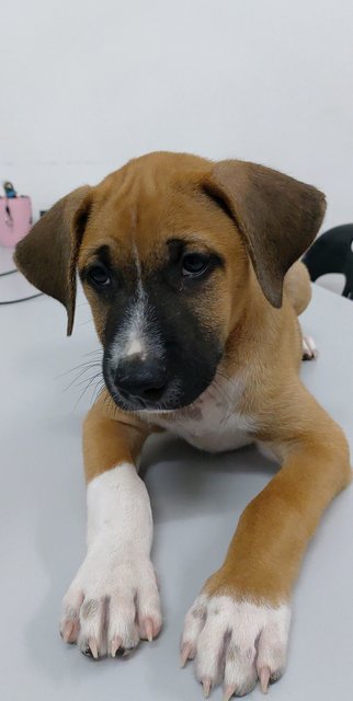 Boy - Mixed Breed Dog